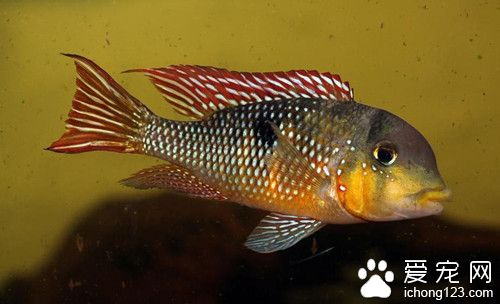 鱼病诊断与防治图谱 鱼可以通过观察诊断