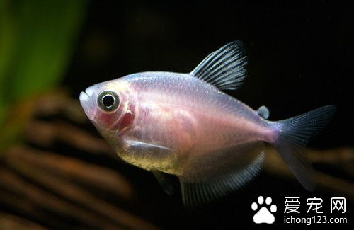 嗜子宫线虫病 嗜子宫线虫病的症状及防治方法