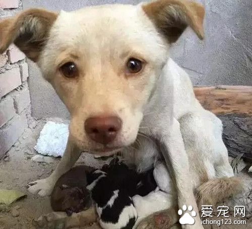 流浪狗妈独自喂养四孩子 腿伤仍坚持觅食