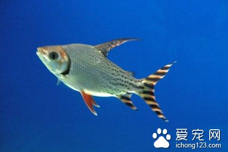 粘孢子虫病 粘孢子虫病的病症及防治的方法