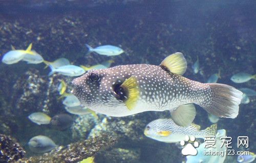 双穴吸虫病 双穴吸虫病的症状及防治的方法