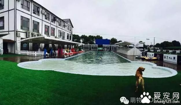 上海萌物园开始宠物水上活动项目 这个夏季让你湿身