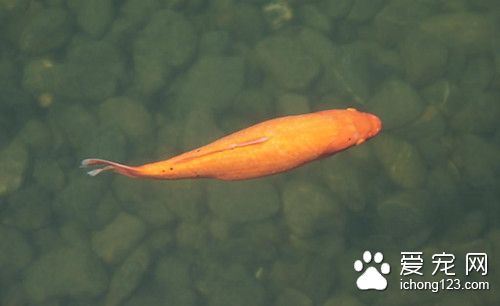 鱼药大全 选择使用鱼药所需要的注意事项