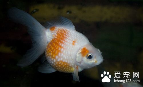 车轮虫病治疗 车轮虫病的症状及防治的方法