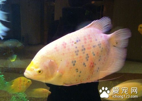 指环虫病 指环虫病的症状及需要防治方法