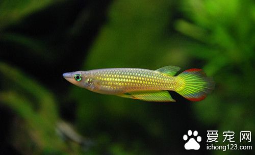 福尔马林的危害 鱼使用福尔马林需要注意的事项