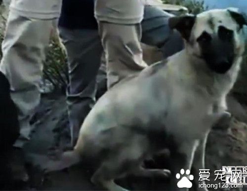 大火过后母狗在一处地方狂叫 挖出数只小狗