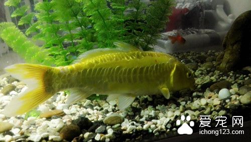 鱼外用药 鱼使用硫酸铜外用药的使用方法