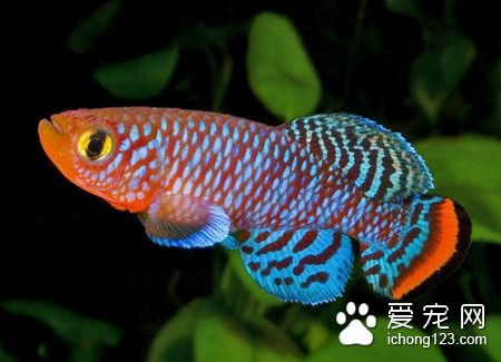 水霉病如何治疗 鱼类水霉病的症状及防治方法