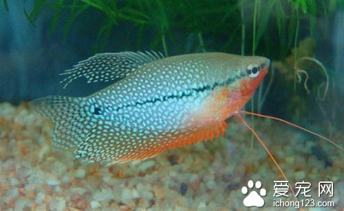 观赏鱼水质 维护水体生态环境注意的事项