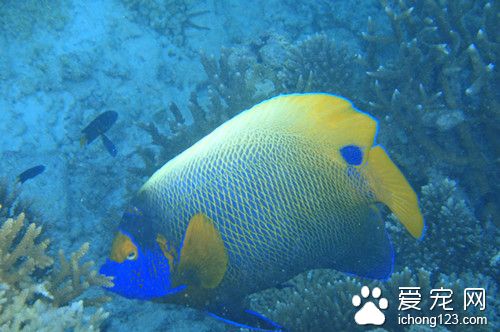 漂白粉 漂白粉的使用方法及注意的事项