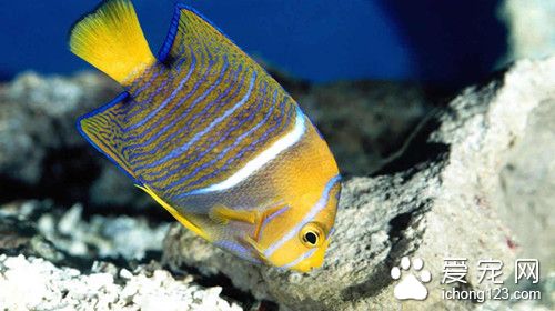 生石灰 鱼使用生石灰需要注意的事项