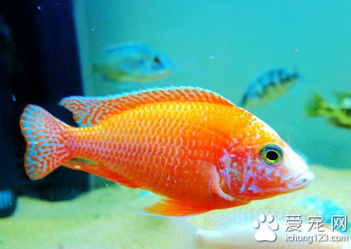 鱼病防治 鱼病防治需结合养殖技术预防