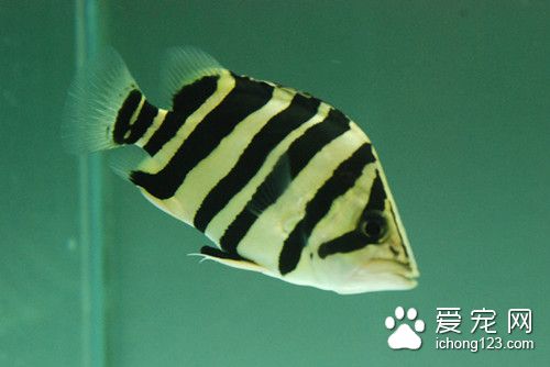 隐鞭虫病 隐鞭虫病的主要症状及防治的方法