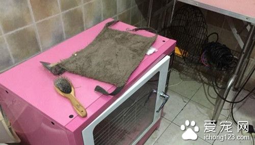 带宠物去宠物店洗澡 宠物犬意外死在烤箱内