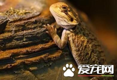新手养什么蜥蜴 三种适合新手饲养的蜥蜴