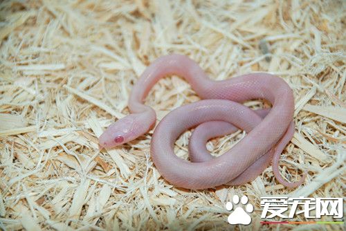 小宠物蛇吃什么 宠物蛇饮食注意的事项