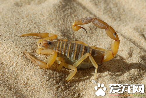 蝎子属于什么动物 蝎子是蛛形纲动物