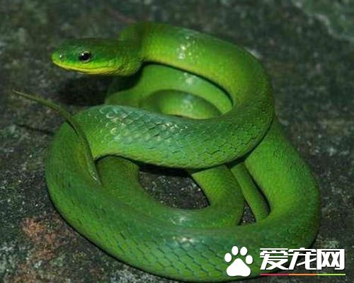 宠物蛇怎么养 宠物蛇的饲养注意事项