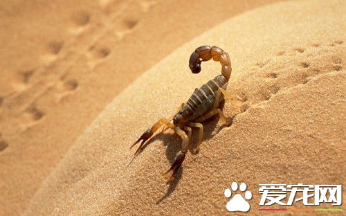 蝎子如何喂养 蝎子喂食需要注意的要点