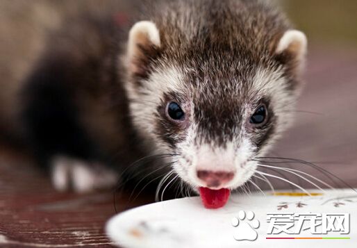 雪貂可以当宠物养吗 它很适合当做宠物