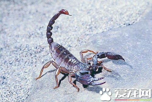 宠物蝎子有毒吗 局部可出现一片红肿