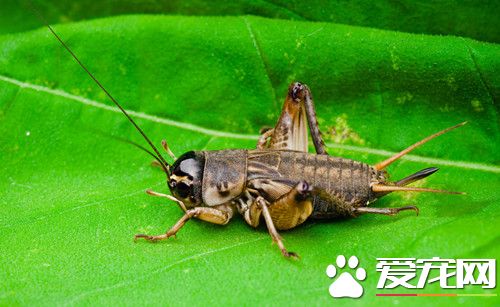 蟋蟀怎么喂养 蟋蟀喂食需要注意的要点
