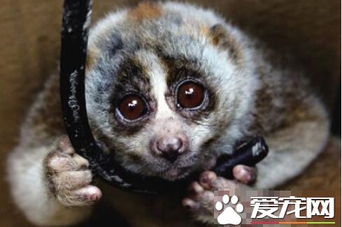 可以饲养的猴子 带你了解可饲养的猴子