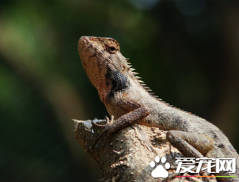 宠物蜥蜴怎么养 注意饲养器皿用具的选择