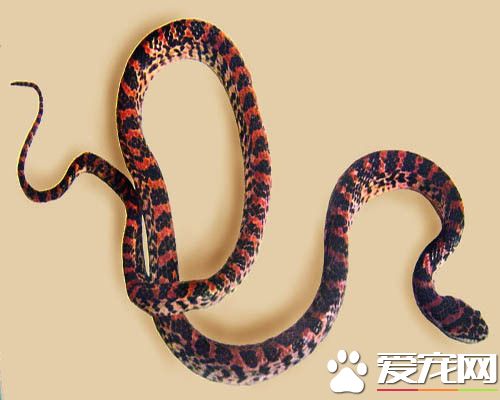 养宠物蛇要注意什么 宠物蛇饲养该注意地方