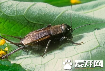 蟋蟀怎么养 饲养温度在25℃左右为宜