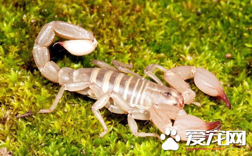 养蝎子要注意什么 养蝎子需要注意的要点