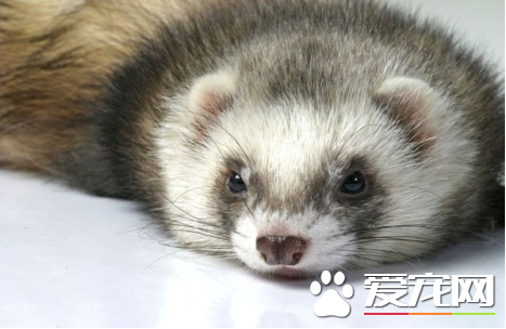 貂是什么动物 宠物貂属于肉食鼬科动物