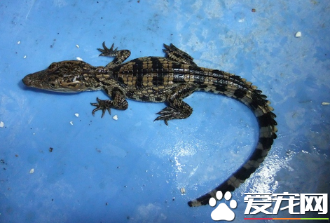 宠物小鳄鱼多少钱一只 品种不同价格不同