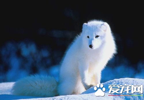 宠物狐狸多少钱一只  宠物狐狸是比较便宜的