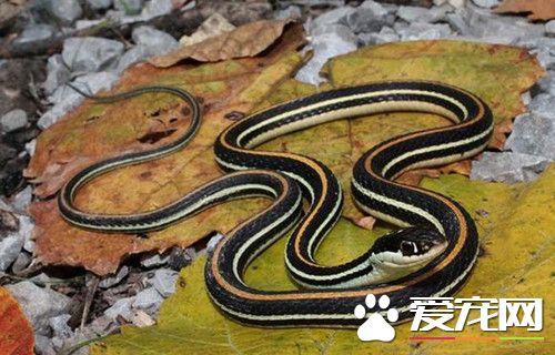 什么蛇适合做宠物 适合新手的宠物蛇