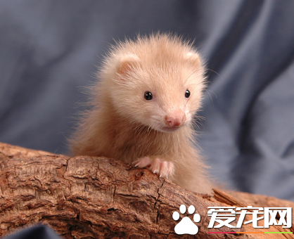 宠物貂感冒了怎么办 揭常见疾病及防治方法