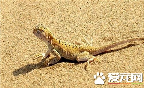 蜥蜴好养吗 饲养蜥蜴还是有一定危险的