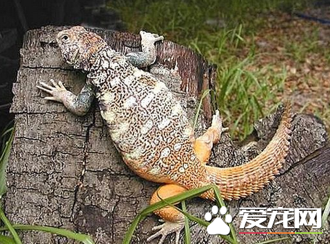 宠物蜥蜴有哪些 最常见的4种宠物蜥蜴
