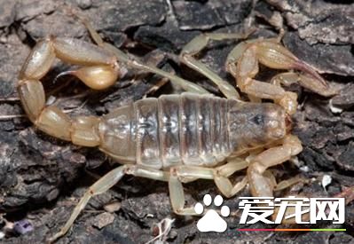蝎子好养吗 饲养蝎子需要有一定的耐心
