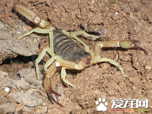 蝎子怎么交配 蝎子的交配行为比较特殊