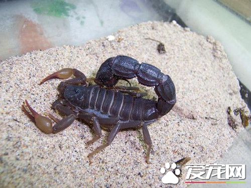 宠物蝎子多少钱 地区不同价格也不相同