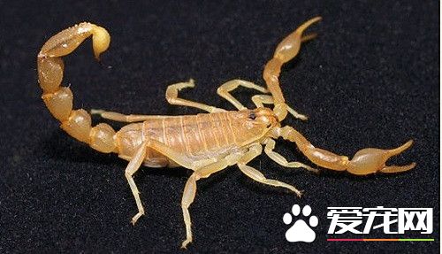 宠物蝎子品种 常见的几种可以饲养蝎子
