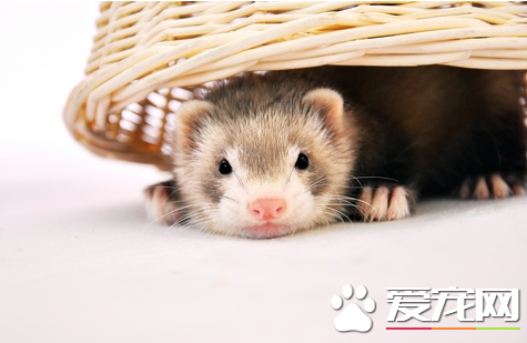 宠物貂的饲养 养之前需要做什么准备