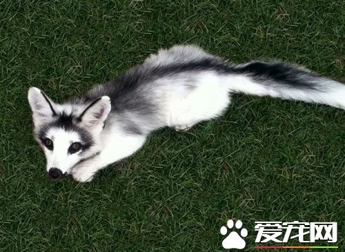 养狐狸需要什么 养宠物狐狸的四个窍门