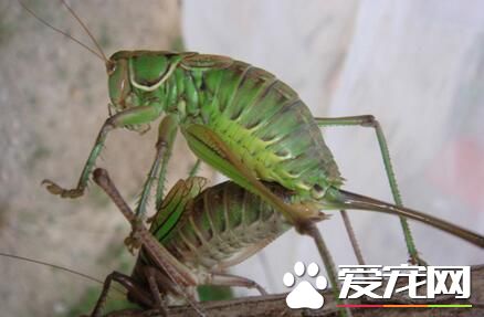 蝈蝈怎么养 先要准备好的养虫笼和扎盘