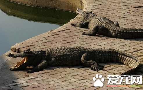 鳄鱼什么价格 体长在30-40厘米的在300-1000元