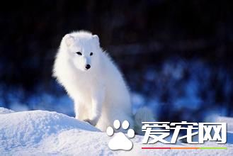 宠物狐狸臭么 宠物狐狸是没有狐臭的