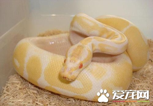 新手养什么宠物蛇 养宠物蛇新手必知
