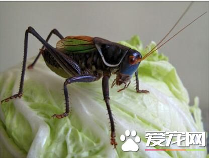 蝈蝈喜欢吃什么 它的饲料主要有三大类